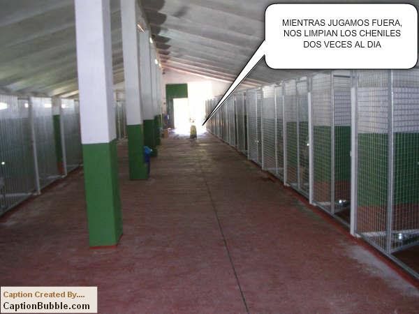 Habitaciones interiores en residencia canina Los Valles